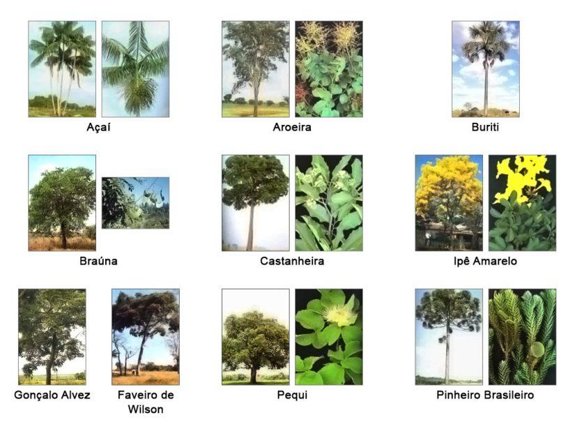 Identificação de Espécies: Conheça os Melhores Apps de Identificação⁣ de Plantas